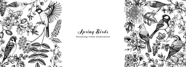 Flowering trees with birds banner. Vintage frame designs with birds, flowers, blooming branches sketches. Hand drawn almond, willow, rowan, willow, cherry blossom isolated on white background